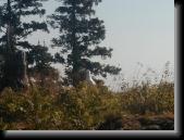 Isle Royale (255) * 640 x 480 * (56KB)